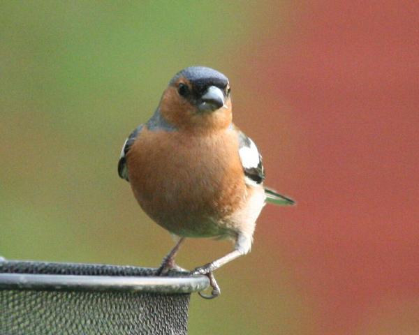 Chaffinch