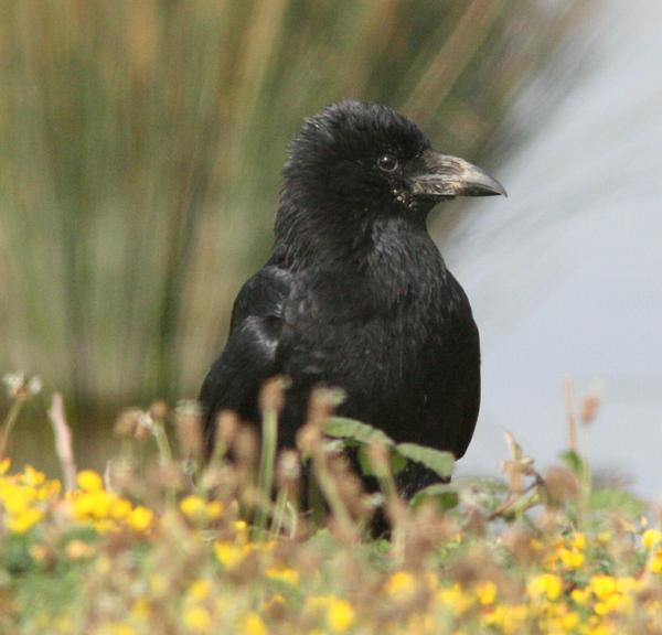 Carrion Crow