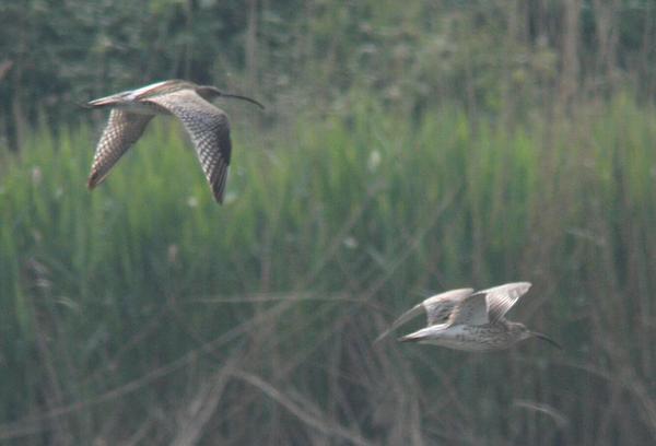 Eurasian Curlew