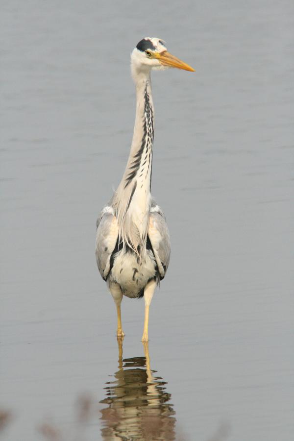 Grey Heron Grey Heron