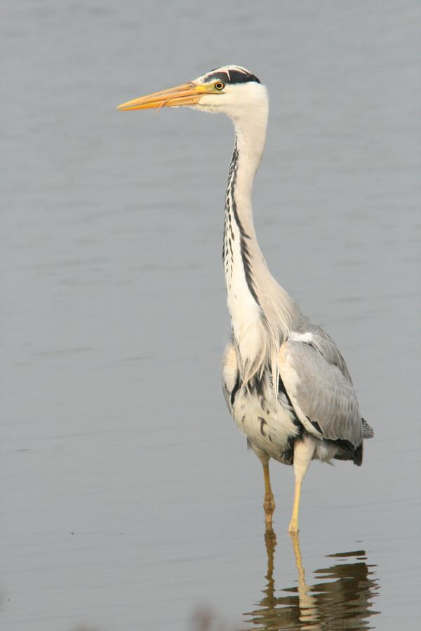 Grey Heron Grey Heron