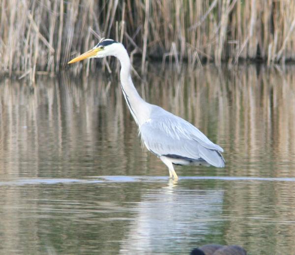 Grey Heron Grey Heron