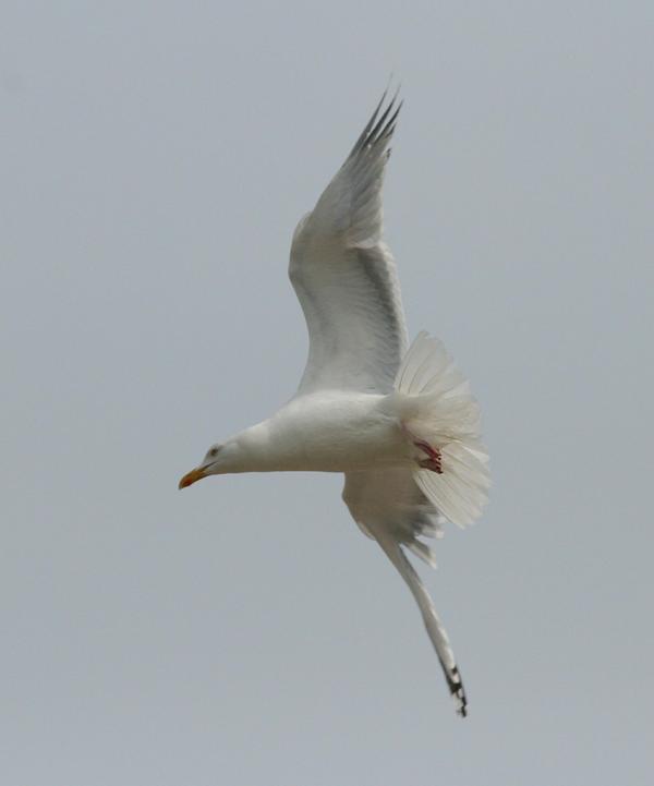 Herring Gull