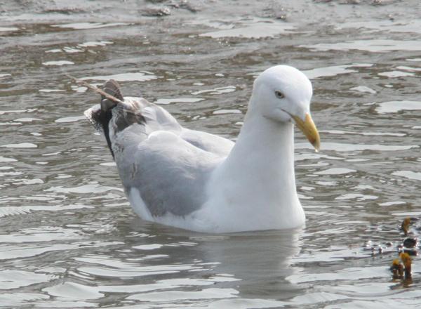 Herring Gull