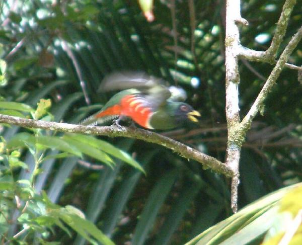 Collared Trogon