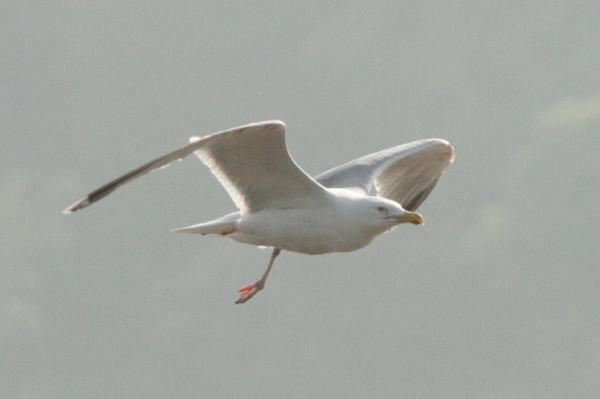 Herring Gull