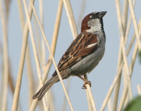House Sparrow House Sparrow