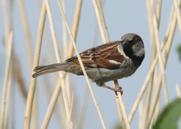 House Sparrow House Sparrow