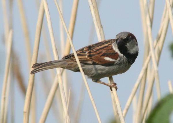 House Sparrow