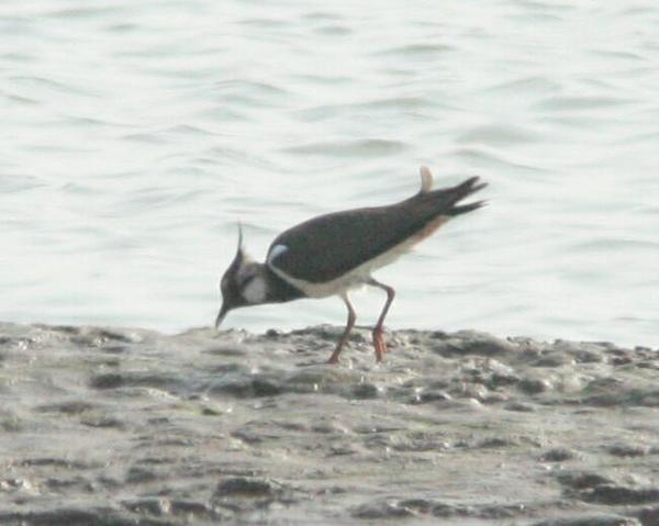 Lapwing Lapwing