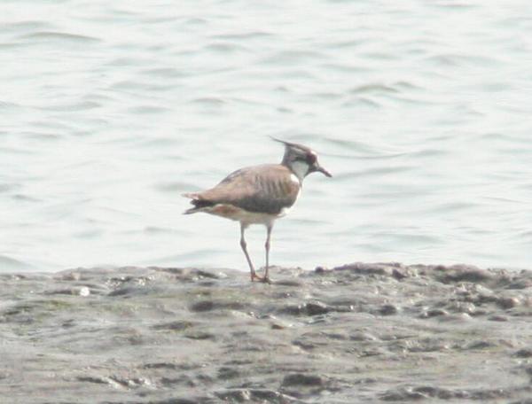 Lapwing Lapwing