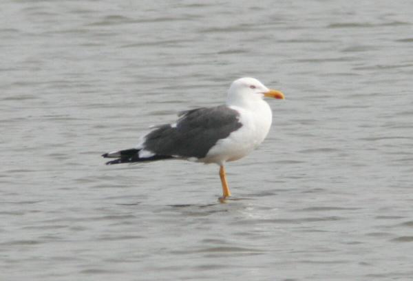 Lesser Black-backed Gull Lesser Black-backed Gull