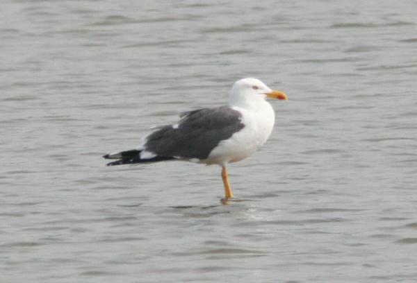 Lesser Black-backed Gull