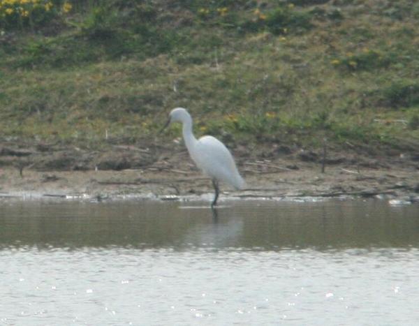 Little Egret Little Egret