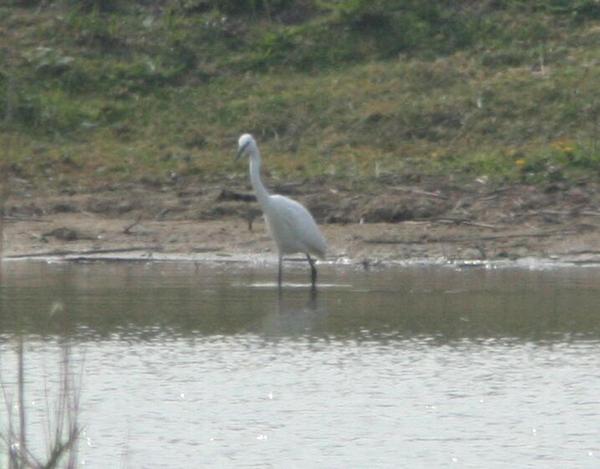 Little Egret Little Egret