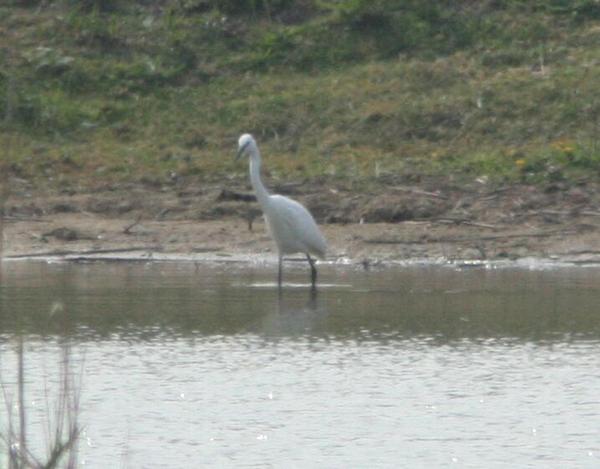 Little Egret