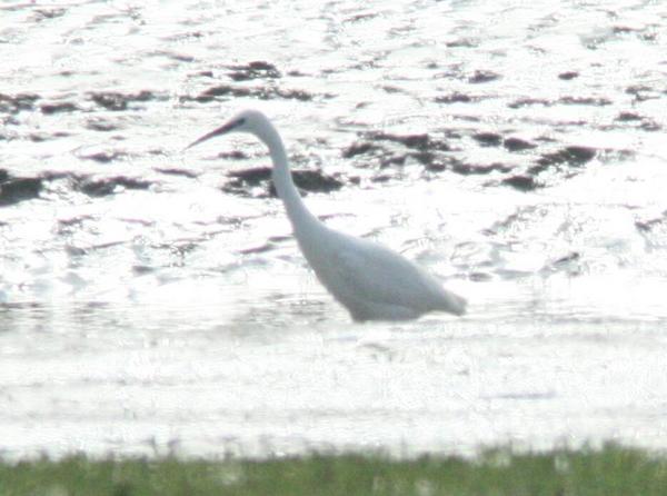 Little Egret Little Egret