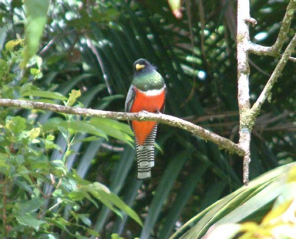 Collared Trogon