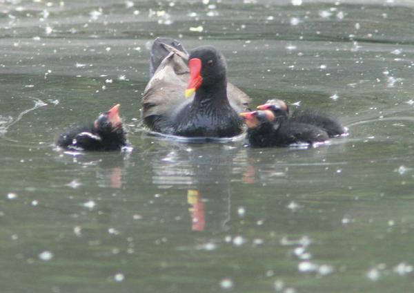 Common Moorhen Common Moorhen