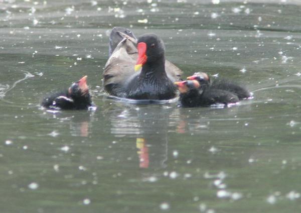 Common Moorhen