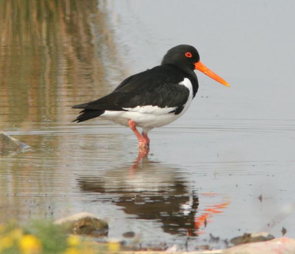 Eurasian Oystercatcher Eurasian Oystercatcher