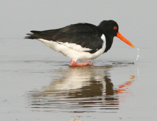 Eurasian Oystercatcher Eurasian Oystercatcher