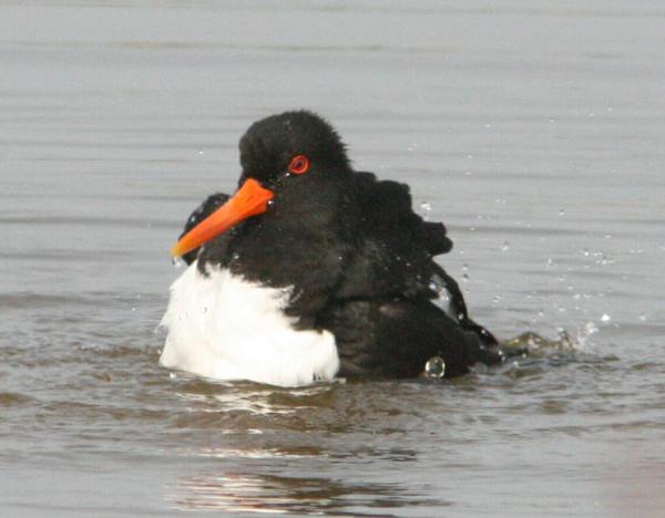 Eurasian Oystercatcher Eurasian Oystercatcher