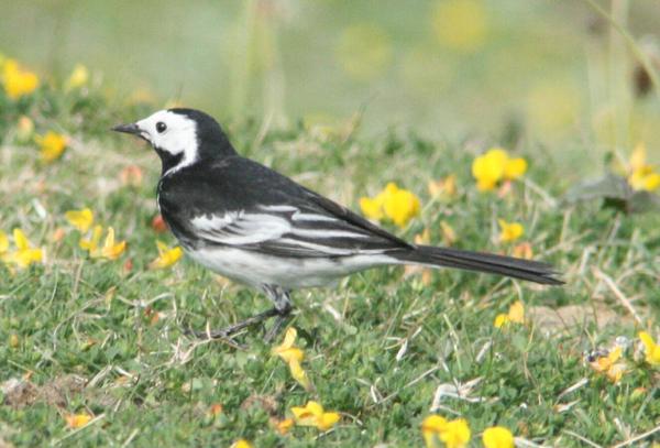 British Pied Wagtail