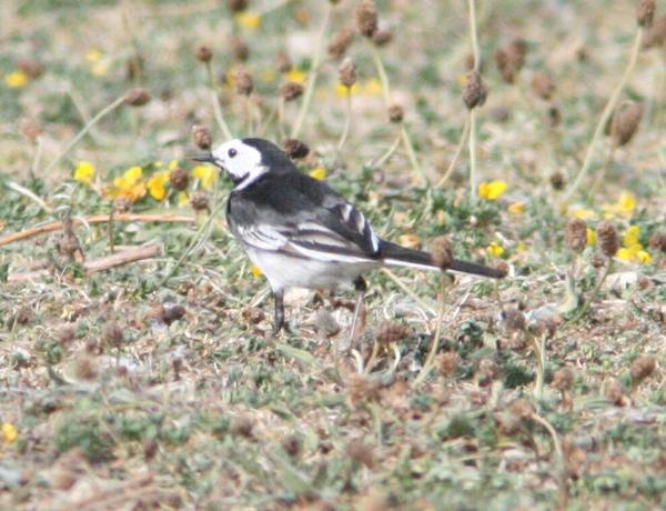 British Pied Wagtail British Pied Wagtail