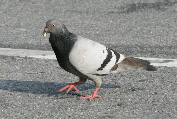 Rock Pigeon