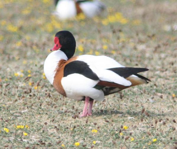 Shelduck Shelduck