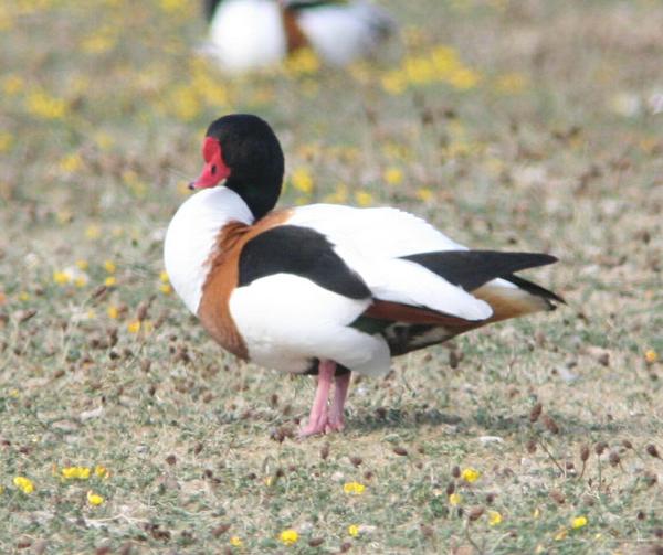 Shelduck