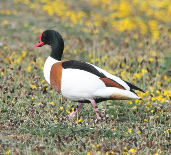 Shelduck