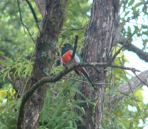 Collared Trogon