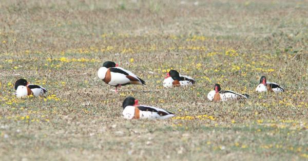 Shelduck Shelduck