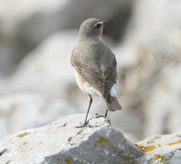 Northern Wheatear