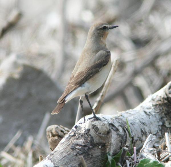 Northern Wheatear