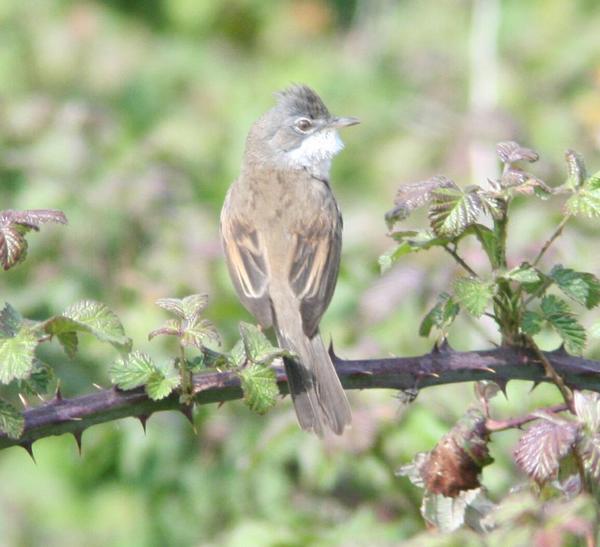 Whitethroat