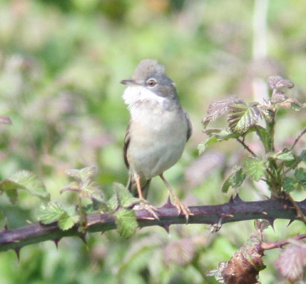 Whitethroat