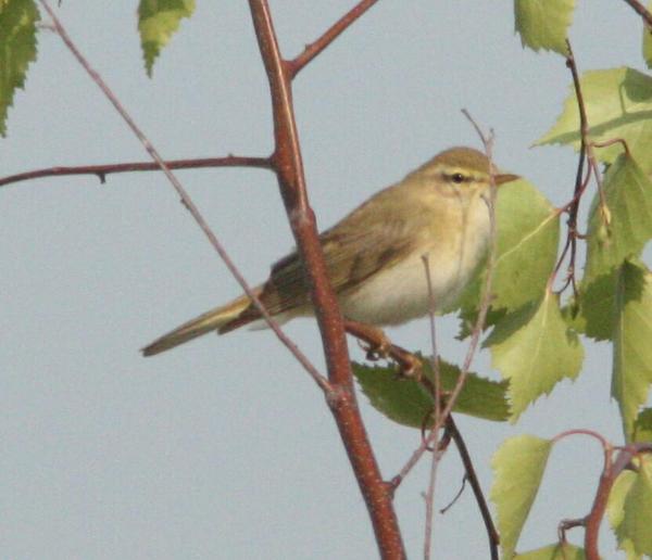 Willow Warbler Willow Warbler
