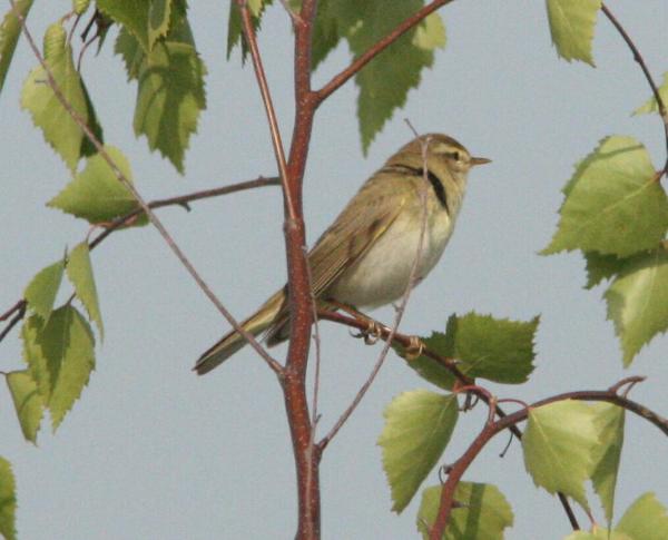 Willow Warbler Willow Warbler