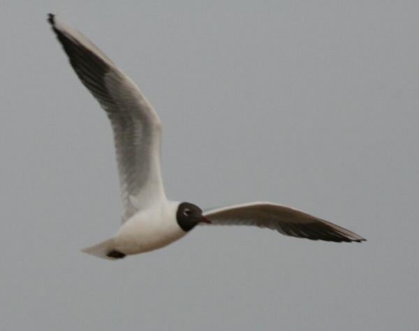 Black-headed Gull Black-headed Gull
