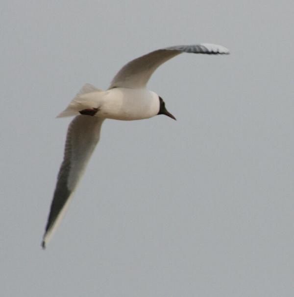 Black-headed Gull Black-headed Gull