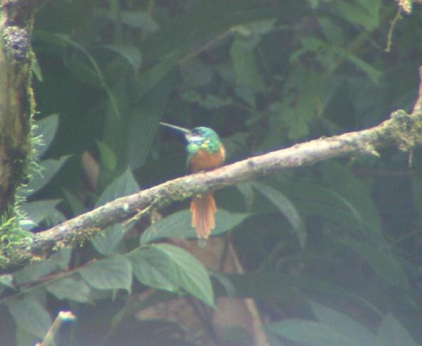 Rufous-tailed Jacamar