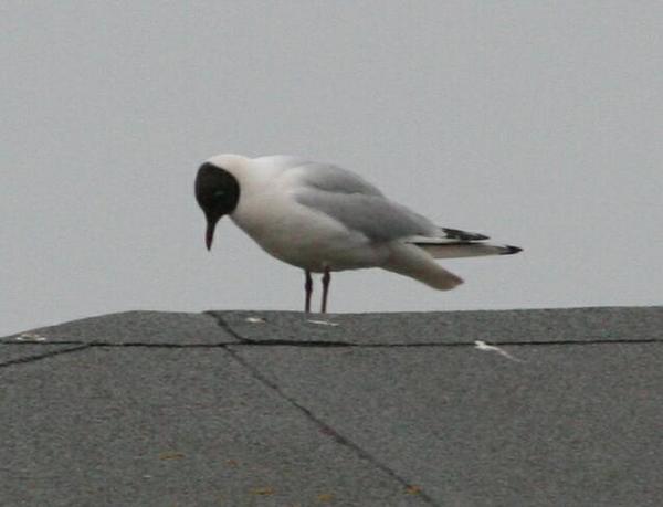 Black-headed Gull Black-headed Gull