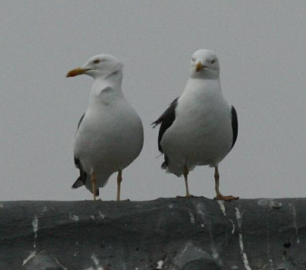Lesser Black-backed Gull Lesser Black-backed Gull