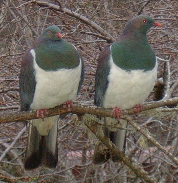 Kereru NZ Wood pigeon Kereru NZ Wood pigeon
