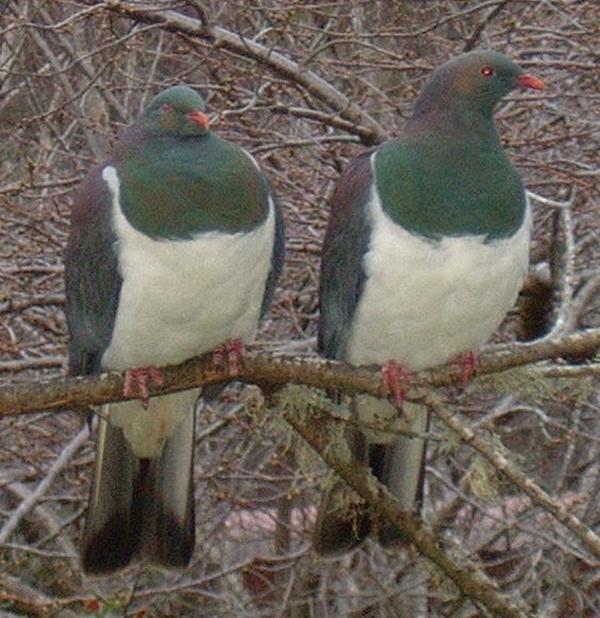 Kereru NZ Wood pigeon