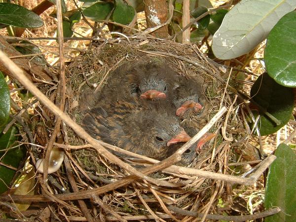 Dunnock