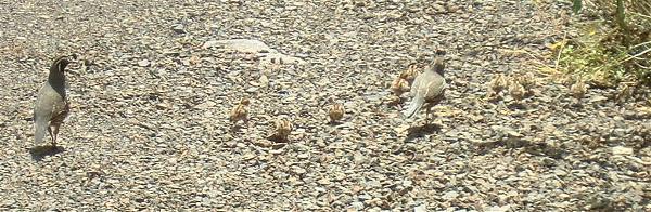 California Quail California Quail